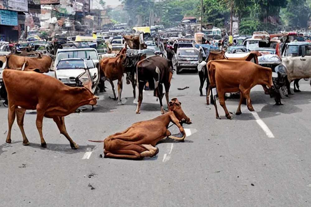 मध्य प्रदेश के 40 लाख आवारा पशुओं को मिलेगा 12 अंकों का खास कोड, केसरिया टैग से होगी पहचान