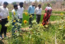 दीदी के बखरी से बदल रही तस्वीर : कांकेर में महिला किसानों की आय में क्रान्तिकारी