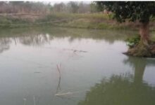 डबरी, मछली पालन और बहुफसली खेती से बदली तकदीर—सगनू बने गांव के प्रेरणास्रोत डबरी, मछली पालन और बहुफसली खेती से बदली तकदीर—सगनू बने गांव के प्रेरणास्रोत