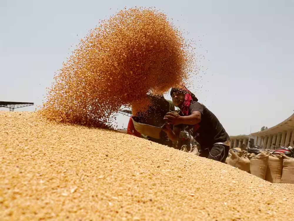 2 दिन में किसानों को 6 करोड़ 37 लाख का भुगतान 2 दिन में किसानों को 6 करोड़ 37 लाख का भुगतान