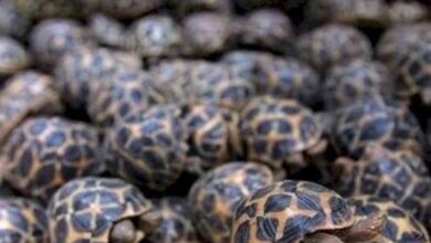 रेल मार्ग से दुर्लभ प्रजाति के वन्यजीवों की तस्करी का बड़ा नेटवर्क एक्सपोज