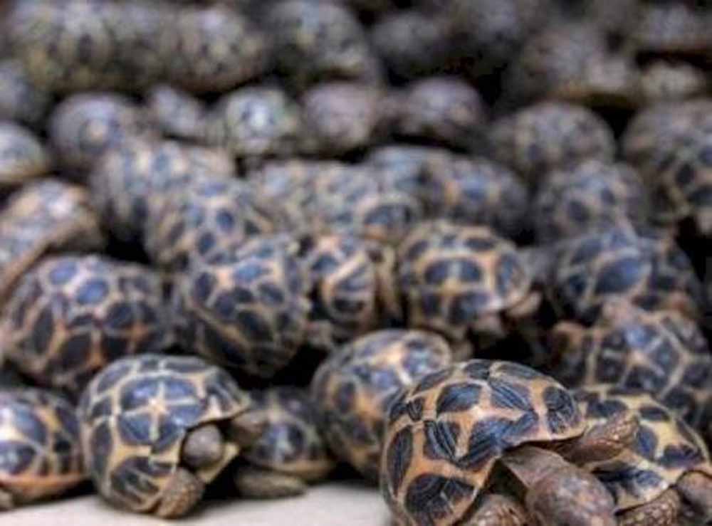 रेल मार्ग से दुर्लभ प्रजाति के वन्यजीवों की तस्करी का बड़ा नेटवर्क एक्सपोज