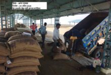 समर्थन मूल्य पर पहले दिन हुई 1616 क्विंटल गेहूँ की खरीदी : खाद्य मंत्री राजपूत