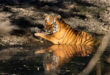 खिवनी अभयारण्य बनेगा वन्यजीव संरक्षण और इको-टूरिज्म का आदर्श मॉडल : मुख्यमंत्री डॉ. यादव