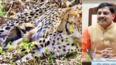 कूनो में खुशखबरी: मादा चीता गामिनी ने दिए 4 शावकों को जन्म, मुख्यमंत्री डॉ. यादव ने दी बधाई