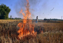 नरवाई में आग की 1016 घटनाएं, 19 किसानों पर 57 हजार जुर्माना, 852 को चिह्नित किया गया