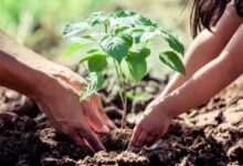 शहर को ग्रीन बनाने के लिए लगाए जाएंगे 25 लाख पौधे, 2 साल में पूरा होगा लक्ष्य, ठेकेदार की देखरेख में होगी प्रक्रिया