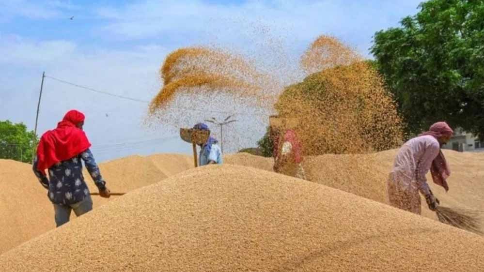 4 लाख 88 हजार किसानों से 19 लाख 90 हजार मीट्रिक टन गेहूं का हुआ उपार्जन 4 लाख 88 हजार किसानों से 19 लाख 90 हजार मीट्रिक टन गेहूं का हुआ उपार्जन