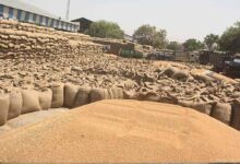 सभी संभागों में गेहूँ का उपार्जन शुरू : खाद्य मंत्री राजपूत