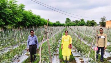 राष्ट्रीय कृषि विकास योजना: ईश्वरी प्रसाद ने टमाटर उत्पादन से कमाए 02 लाख 90 हजार रूपए