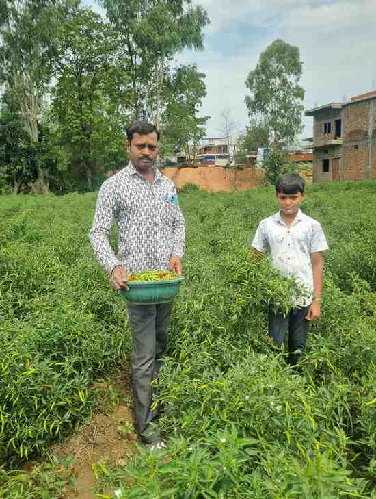 बिना केमिकल, बंपर मुनाफाः डोलनारायण की जैविक मिर्च ने बाजार में मचाई धूम बिना केमिकल, बंपर मुनाफाः डोलनारायण की जैविक मिर्च ने बाजार में मचाई धूम