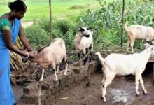 धमतरी का भटगांव बनेगा इनोवेशन हब,छत्तीसगढ़ के पहले अत्याधुनिक बकरी ब्रीडिंग एवं रिसर्च सेंटर बनाने की तैयारी