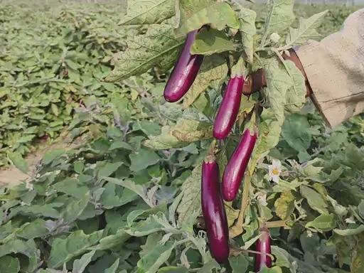 कृषि में नवाचार की मिसाल- ग्राफ्टेड बैगन की खेती से लाखों की आय अर्जित कर रहे कृषक नवीन