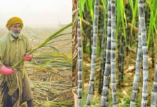 बिहार में गन्ना किसानों को बड़ी राहत, 99.14% भुगतान पूरा