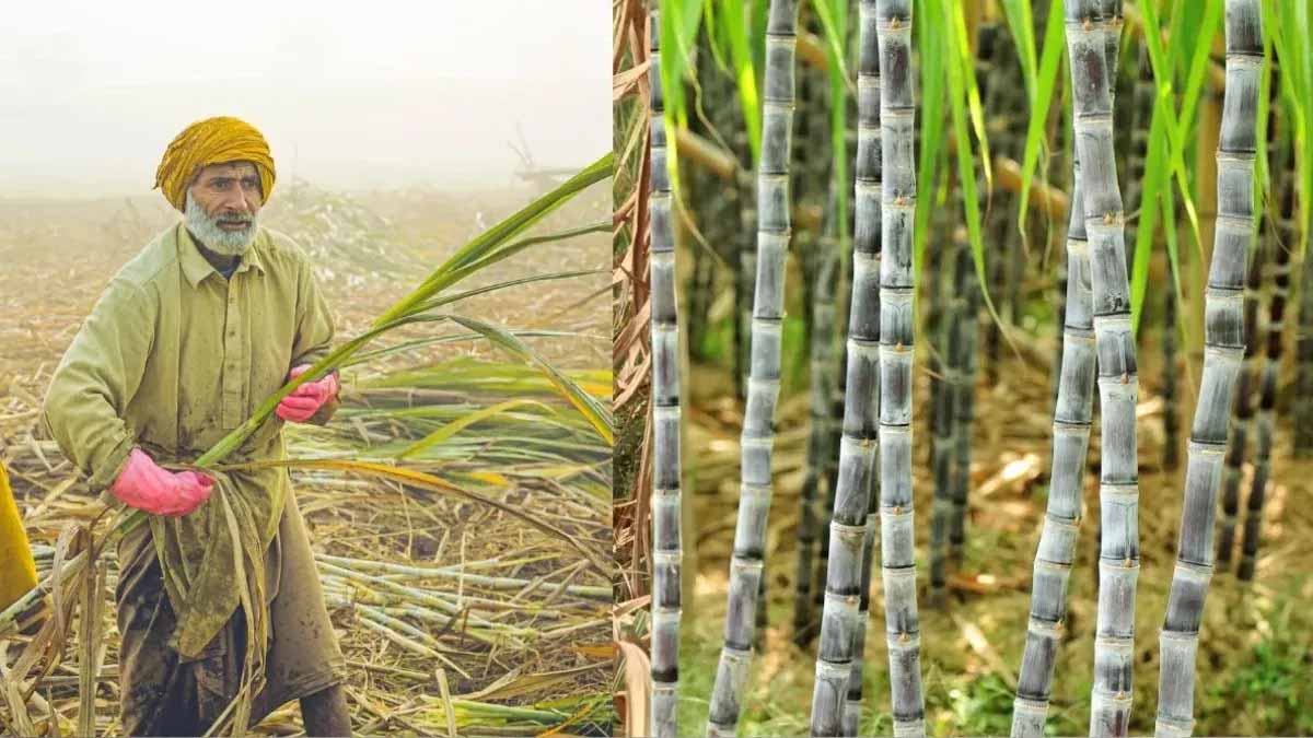 बिहार में गन्ना किसानों को बड़ी राहत, 99.14% भुगतान पूरा बिहार में गन्ना किसानों को बड़ी राहत, 99.14% भुगतान पूरा