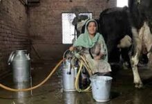 पिपरवार में 300 किसानों और महिला पशुपालकों ने बनाई नई प्रोड्यूसर कंपनी