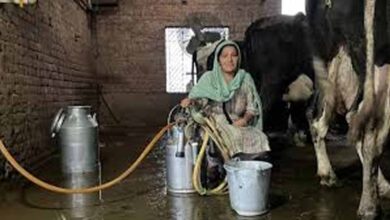 पिपरवार में 300 किसानों और महिला पशुपालकों ने बनाई नई प्रोड्यूसर कंपनी पिपरवार में 300 किसानों और महिला पशुपालकों ने बनाई नई प्रोड्यूसर कंपनी