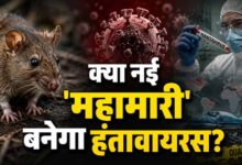 क्रूज शिप पर हंतावायरस का कहर, 3 मौतों के बाद WHO ने जारी किया अलर्ट