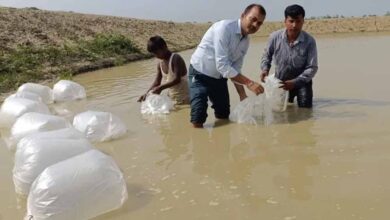 दरभंगा में मत्स्य उत्पादन को नई उड़ान, किसानों को मिला उन्नत जयंती रोहू और अमृत कतला स्पान