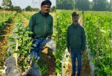 उद्यानिकी की आधुनिक तकनीकों से किसान महेश कश्यप की बदली तकदीर