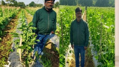 उद्यानिकी की आधुनिक तकनीकों से किसान महेश कश्यप की बदली तकदीर
