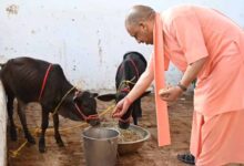 योगी सरकार का गो संरक्षण के लिए बड़ा मास्टर प्लान, ग्रामीण अर्थव्यवस्था से जोड़ा जाएगा अभियान