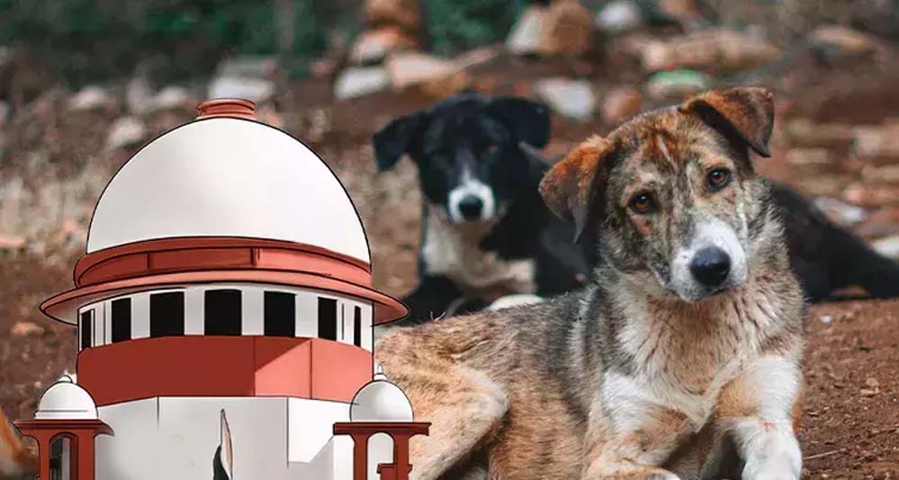 आवारा कुत्तों पर सुप्रीम कोर्ट के आदेश से बढ़े सवाल, क्या शहरों में पर्याप्त शेल्टर मौजूद हैं? आवारा कुत्तों पर सुप्रीम कोर्ट के आदेश से बढ़े सवाल, क्या शहरों में पर्याप्त शेल्टर मौजूद हैं?
