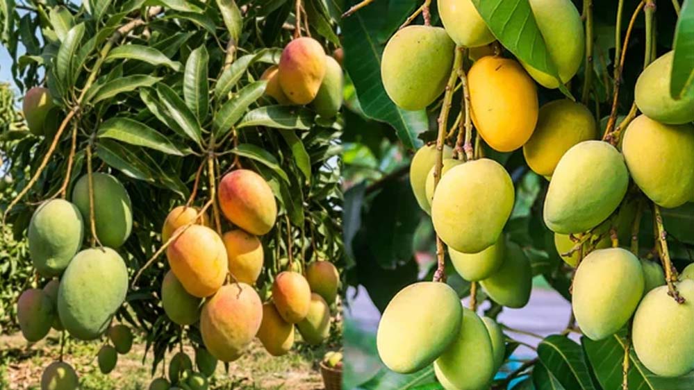 मध्यप्रदेश का खास आम 3 हजार रुपए किलो, स्वाद ऐसा कि विदेशों में भी जबरदस्त मांग
