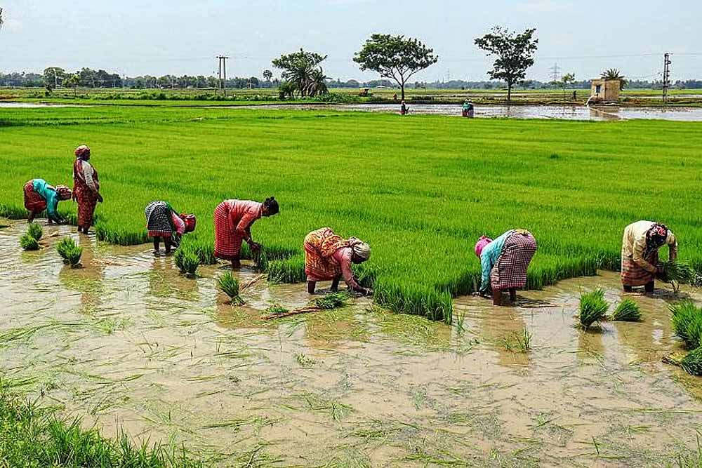 एक लाख हेक्टेयर में धान का लक्ष्य, सरायकेला में खरीफ खेती की शुरुआत