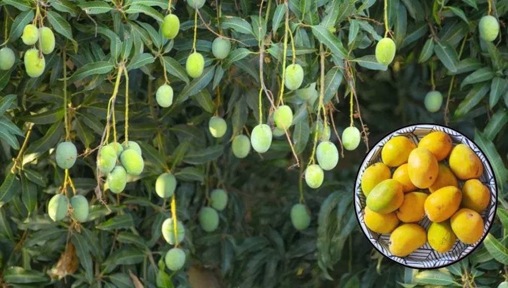 आम मौसम नहीं रहेगा खास, हर दो दिन में बदलाव, आंधी, बारिश और गर्मी से फसलें प्रभावित