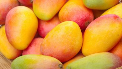 Japan Mango Ban: जापान ने भारतीय आमों पर लगाया बैन, जानिए वहां किस आम की सबसे ज्यादा डिमांड