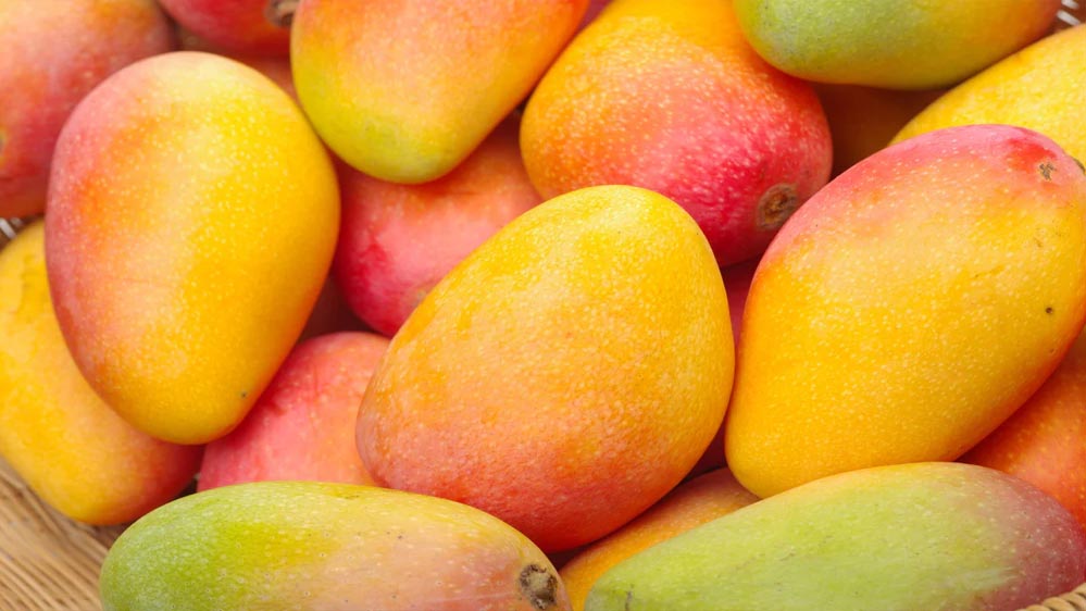Japan Mango Ban: जापान ने भारतीय आमों पर लगाया बैन, जानिए वहां किस आम की सबसे ज्यादा डिमांड