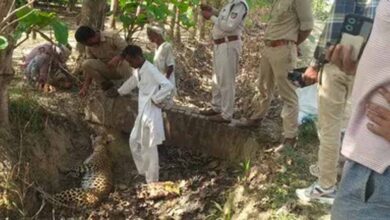 बलरामपुर में दर्दनाक हादसा: तार में फंसकर मादा तेंदुए की मौत, वन विभाग जांच में जुटा बलरामपुर में दर्दनाक हादसा: तार में फंसकर मादा तेंदुए की मौत, वन विभाग जांच में जुटा