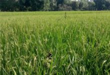 सरायकेला-खरसावां में बढ़ा गरमा धान का रकबा, किसानों में दिखा उत्साह