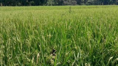 सरायकेला-खरसावां में बढ़ा गरमा धान का रकबा, किसानों में दिखा उत्साह
