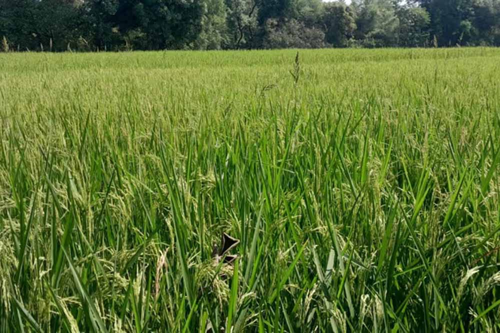 सरायकेला-खरसावां में बढ़ा गरमा धान का रकबा, किसानों में दिखा उत्साह सरायकेला-खरसावां में बढ़ा गरमा धान का रकबा, किसानों में दिखा उत्साह