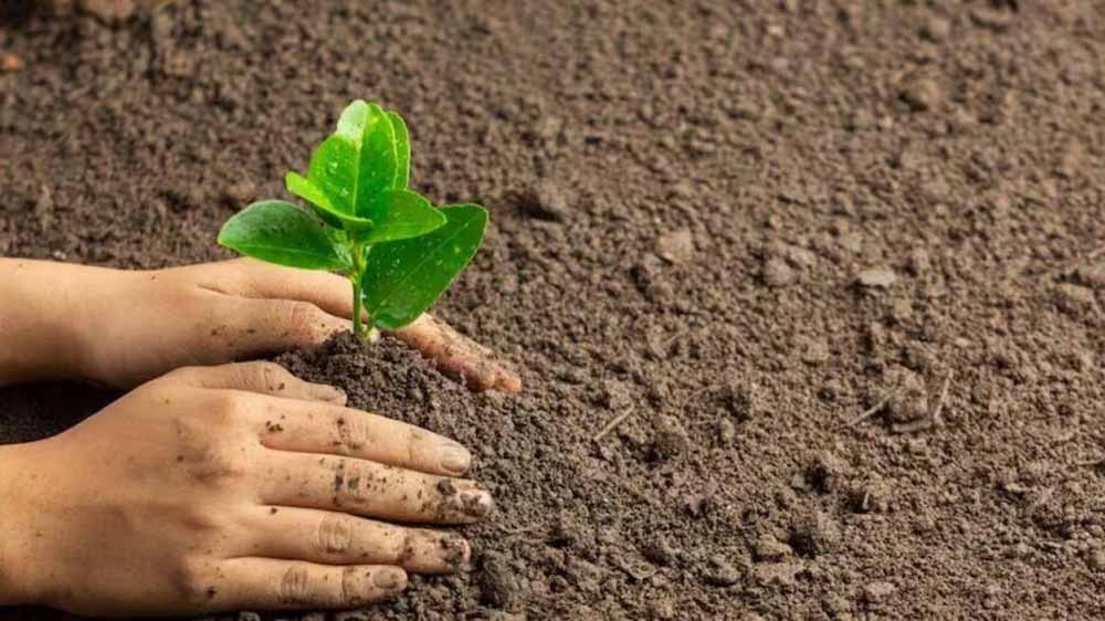 झारखंड में हरियाली की बड़ी पहल, 3 लाख पौधे औषधीय पार्क और सामुदायिक स्थलों के लिए तैयार झारखंड में हरियाली की बड़ी पहल, 3 लाख पौधे औषधीय पार्क और सामुदायिक स्थलों के लिए तैयार