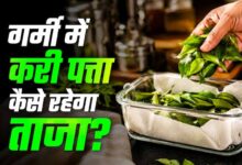 करी पत्ता स्टोर करने के आसान तरीके: महीनों तक रहेगा फ्रेश और हरा-भरा