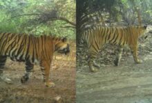 राजस्थान के रणथंभौर में बढ़ा बाघों का संघर्ष, RBT-2504 और RBT-2510 गायब