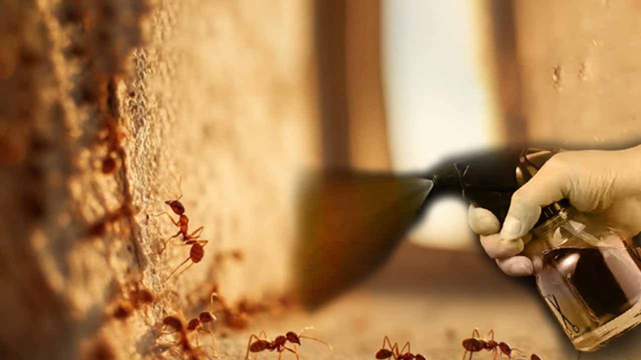 चींटियों से छुटकारा पाने का आसान तरीका! डिटॉल और हींग वाला स्प्रे करेगा काम