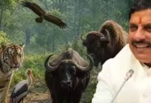 मध्य प्रदेश बना वन्यजीव संरक्षण का मॉडल, कूनो से वैश्विक पहचान
