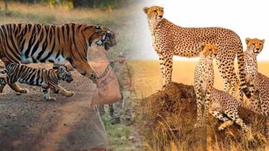 नौरादेही में टाइगर और चीता सुरक्षा के लिए पूर्व सैनिक होंगे जिम्मेदार, वन अपराध पर लगाम नौरादेही में टाइगर और चीता सुरक्षा के लिए पूर्व सैनिक होंगे जिम्मेदार, वन अपराध पर लगाम