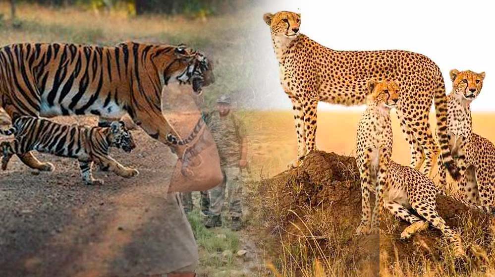 नौरादेही में टाइगर और चीता सुरक्षा के लिए पूर्व सैनिक होंगे जिम्मेदार, वन अपराध पर लगाम