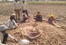 उत्तर प्रदेश में आलू किसानों को राहत की तैयारी: अन्य राज्यों में भेजा जाएगा उत्पादन