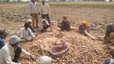 उत्तर प्रदेश में आलू किसानों को राहत की तैयारी: अन्य राज्यों में भेजा जाएगा उत्पादन