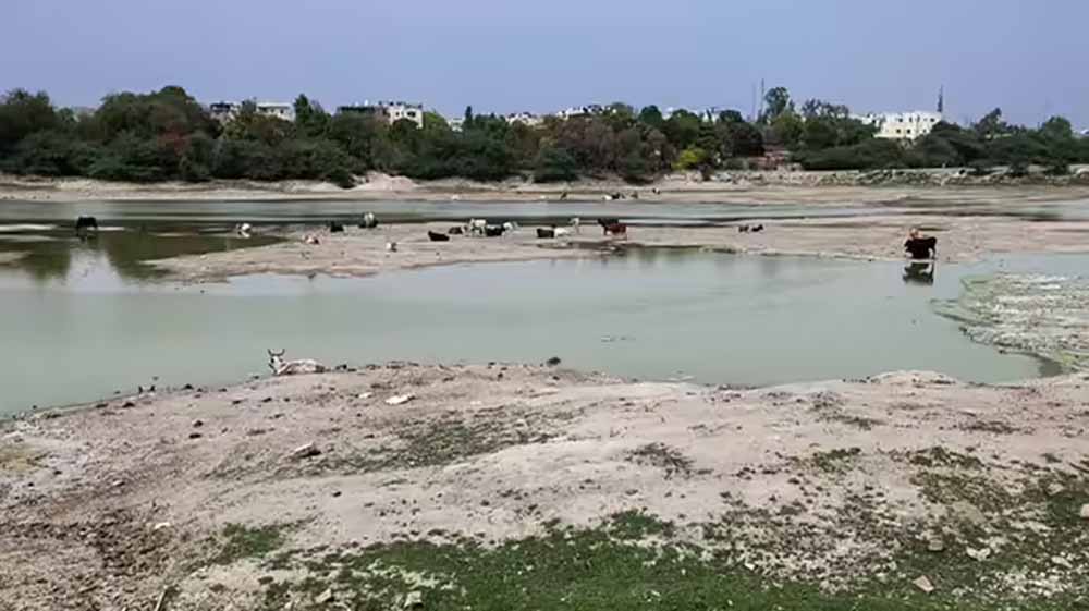 संजय झील में सैकड़ों मछलियों की मौत, पानी की आपूर्ति बाधित होने से बिगड़ा हालात संजय झील में सैकड़ों मछलियों की मौत, पानी की आपूर्ति बाधित होने से बिगड़ा हालात