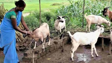 धमतरी का भटगांव बनेगा इनोवेशन हब धमतरी का भटगांव बनेगा इनोवेशन हब