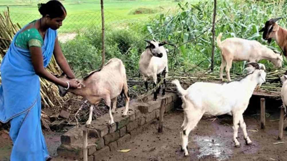 धमतरी का भटगांव बनेगा इनोवेशन हब धमतरी का भटगांव बनेगा इनोवेशन हब