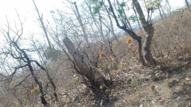 116 एकड़ जंगल पर चला कुल्हाड़ा, रेवाडीह में बेशकीमती पेड़ों की कटाई से हड़कंप 116 एकड़ जंगल पर चला कुल्हाड़ा, रेवाडीह में बेशकीमती पेड़ों की कटाई से हड़कंप