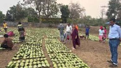 तेंदूपत्ता लक्ष्य पर प्रशासन सख्त: वन अधिकारियों ने फड़ों का किया औचक निरीक्षण